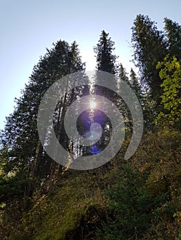 View from below on the crowns of tall perennial pines on background of the blue sky and sun