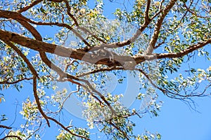 View from below of eucalyptus on a branch of which lies a marsupial koala hugging the trunk of a tree. Australia