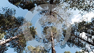 View from below through the fabulous pine forest to the sky blue cloudy sky. Clip. Camera rotating, tall green trees in