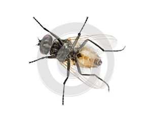 View from below of a House fly, Muscidae, isolated