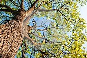 A view from below of a huge tree. Sunlight in the deciduous forest, summer nature, sunny day.