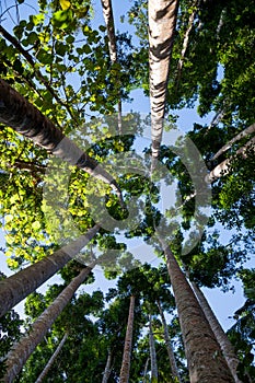 The view from below on the huge trunks of tall deciduous trees leaving into the blue sky. The original pattern comes down to one