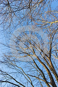View from below looking at the bare tree tops in winter with a cloudless blue sky in the background