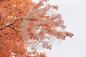 View from below of maple tree leaves