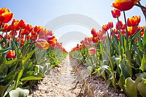 View from below of orange tulips rows in sunshine
