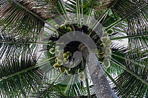 View from below of a palm tree full of coconuts in Bali Indonesia
