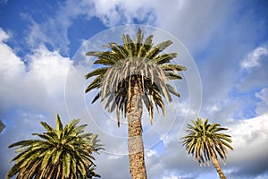 View from below on palm trees, against the sky, Lanzarote Canary