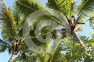 View from below on palm trees and blue sky. Background