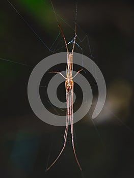 View from below spider with intricate silk threads, poised on its gossamer web against photo