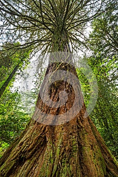 View from below of a tree giant sequoia latin name Sequoiadendr