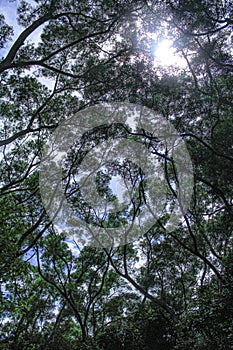 View from below into the tree-tops with sunbeam under the blue sky