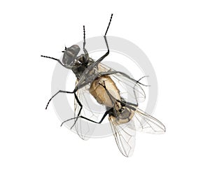 View from below of two House flies copulating, Muscidae