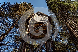 View from below of a typical wooden treehouse inside a forest in a sunny day