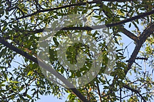 A view from below of unripe peaches, leaves, curved thick branches