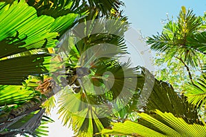 A view from below upwards on the Coco de Mer palm trees. The Vallee De Mai palm forest, Praslin island, Seychelles