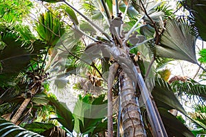 A view from below upwards on the Coco de Mer palm trees. The Vallee De Mai palm forest, Praslin island, Seychelles