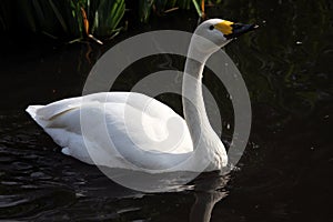 A view of a  Bewick Swan
