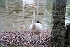 A view of a Bewick Swan