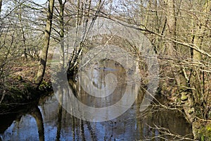 View beyond bare trees on river Schwalm in spring, Germany, BrÃÂ¼ggen