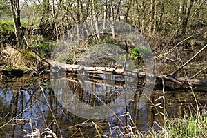 View beyond bare trees on river Schwalm in spring, Germany, BrÃÂ¼ggen