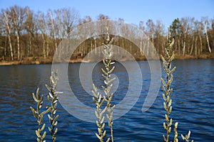 View beyond catkins on idyllic german lake with bare trees in spring on sunny day - BrÃÂ¼ggen, Venekotensee, Germany