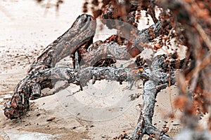 View beyond dead dry tree branch on sand dune with pine tree Dried branches on the beach