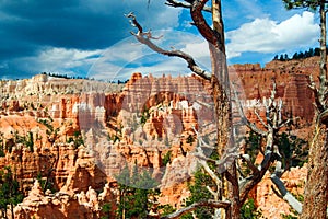 View beyond dry bare conifer trees on valley with red, orange ,white color sedimentary sharp tower like  rocks hoodoos photo