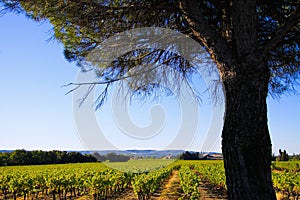 View beyond pine tree pinus pinea on vines of French vineyard against blue sky - Provence, France