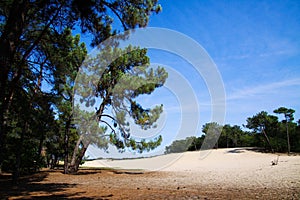 View beyond scotch conifer tree on sand dunes with green forest background - Loonse und Drunense Duinen, Netherlands photo