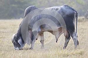 View of a big brahma bull