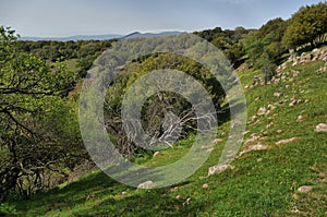 View of the Big Jupta the Golan Heights, pit crater in Odem Forest, Northern Israel