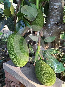 View of Big ripe jackfruits
