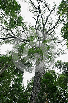 View at the Big Tree of Tsitsikamma National Park in South Africa