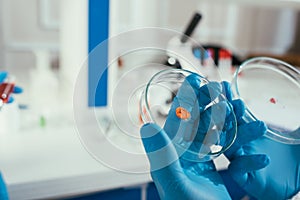 View of biochemist in rubber gloves holding petri dishes with biomaterial