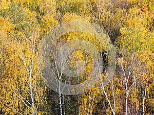 View of birch grove in yellow forest in autumn