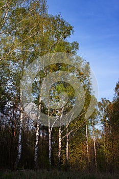 View of birch in the sun in the forest