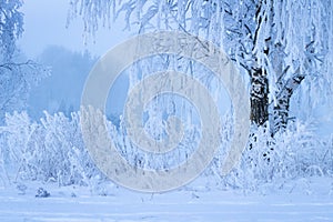 View of a birch tree and nearby bushes covered with frost