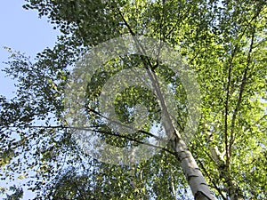 View in a Birch Tree in the Sunshine in June III