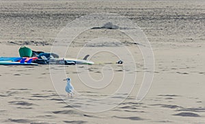 View of a bird on beach