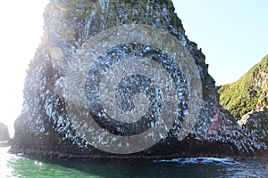 View of bird colony on the rock of Starichkov island by the Kamchatka Peninsula, Russia.