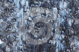 View of bird colony on the rock of Starichkov island by the Kamchatka Peninsula, Russia.