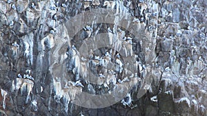 View of bird colony on the rock of Starichkov island by the Kamchatka Peninsula, Russia.