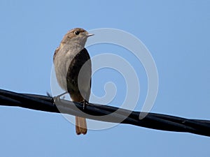 View of bird in front