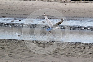 View on a bird in front of the northern sea at the northern sea island juist germany