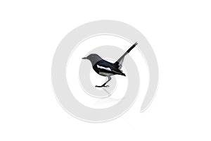 Beside view of bird Oriental magpie robin.