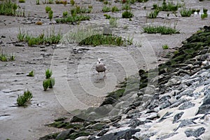 View on a bird running at the watt