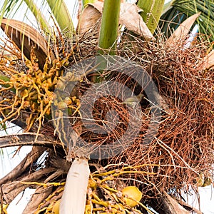 View on bird`s nest Palmakat Dulus dominicus, Bayahibe, La Altagracia, Dominican Republic. Close-up.