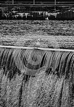 View of a bird standing at waterfall