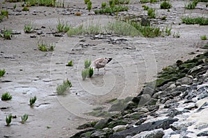 View on the bird on a watt at the northern sea island juist germany