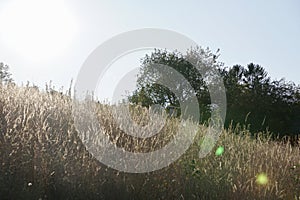 A View of a Birdhouse in a Field of Tall Grass